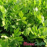 ЄМНА / EMNA - насіння селери, Moravoseed