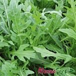 ВАЙЛД РОКЕТ / WILD ROKET - насіння руколи, Moravoseed