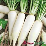АСТОР / ASTOR - насіння редьки, Moravoseed