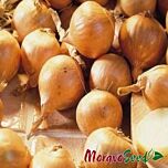 АЛИЦЕ / ALITCE - семена лука, Moravoseed
