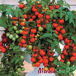 БАЯЯ / BAYAYA - насіння томата (помідора), Moravoseed