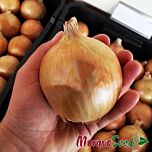 АВГУСТА / AVGUSTA - насіння цибулі, Moravoseed