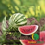 АУ ПРОДЮСЕР / AU PRODUCER - насіння кавуна, INNOVA SEEDS
