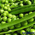 БИНГО / BINGO - семена гороха, Syngenta