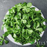 КОРНСАЛАТ ВЕРДЕ ДЕ КАПРАЙ / CORNSALAD VERTE DI CABRAI - насіння салату, Hortus