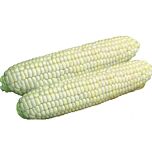 АЙРОН F1 / AIRON F1 - насіння цукрової кукурудзи, Lark Seeds