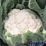 АЛМАГРО F1 / ALMAGRO F1 - семена цветной капусты, Syngenta