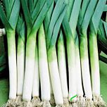 АМЕРИКАНСЬКИЙ / AMERICAN - насіння цибулі, Hortus