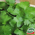 АМЕРІКАНО / AMERIKANO - насіння кінзи (коріандру), Sais