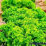 АНІСОЛ / ANISOL - насіння салату, Syngenta