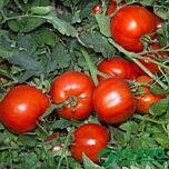 АНІТА F1 / ANITA F1 - насіння томата (помідора), Kitano Seeds