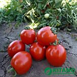 АСВОН F1 / ASVON F1 - насіння томата (помідора), Kitano Seeds