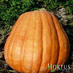 АТЛАНТИЧНИЙ ГІГАНТ / ATLANTICHESKII GIGANT - насіння гарбуза, Hortus