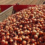 АТІКА F1 / ATTIKA F1 - насіння цибулі, Cora Seeds