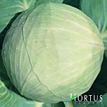 БІЛОСНІЖКА / BELOSNEZHKA - насіння білоголової капусти, Hortus