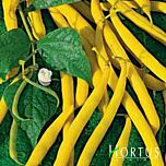 БЕРГОЛЬД / BERGOLD - насіння квасолі, Hortus