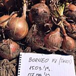 БОРНЕО F1 / BORNEO F1 - насіння цибулі, Takii Seeds