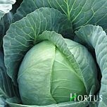 БРАУНШВАЙГЕР / BRAUNSHVAIGER - семена белокачанной капусты, Hortus