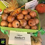 КАОБА F1 / CAOBA F1 - насіння цибулі ріпчастої, Enza Zaden