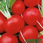 КЛАРІЯ / CLARA - насіння редису, Satimex