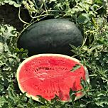 ЦРХ 10510 F1 / CRX 10510 F1 - насіння кавуна, Cora Seeds