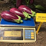 ЦРХ 50141 F1 / CRX 50141 F1 - насіння баклажана, Cora Seeds