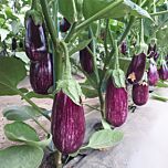 ЦРХ 50141 F1 / CRX 50141 F1 - насіння баклажана, Cora Seeds