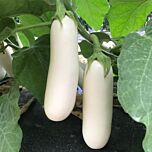 ЦРХ 50153 F1 / CRX 50153 F1 - насіння баклажана, Cora Seeds