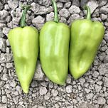 ЦРХ 69110 F1 / CRX 69110 F1 - насіння перцю, Cora Seeds