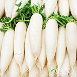 ДАЙКОН / DAIKON - насіння редьки, Hortus