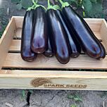 ДАР F1 / DAR F1 - насіння баклажана, Spark Seeds