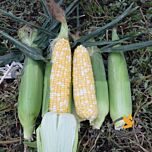 ДЕФЕНДЕР F1 / DEFENDER F1 - насіння цукрової кукурудзи, Lark Seeds