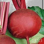 ДЕТРОЙТ 2 / DETROIT 2 - насіння столового буряку, Hortus