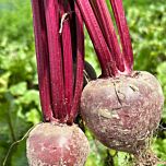 ДЕТРОЙТ ДАРК РЕД / DETROIT DARK RED - насіння столового буряку, INNOVA SEEDS