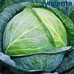 КІЛАГЕРБ F1 / KILAHERB F1 - насіння білоголової капусти середньопізньої, Syngenta