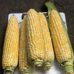ЕКШЕН F1 / EKSHEN F1 - семена сахарной кукурузы, Spark Seeds