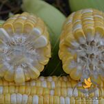 ЭСКОРТ F1 / ESKORT F1 - семена сахарной кукурузы, Lark Seeds