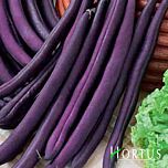 ФІОЛЕТОВА / FIOLETOVAIA - насіння квасолі, Hortus