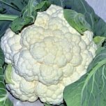ФУЛМАЙН (ЦРХ 13949) F1 / FULMINE (CRX 13949) F1 - насіння цвітної капусти, Cora Seeds