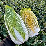 ГЕНКИ F1 / GENKI F1 - семена пекинской капусты, Sakata