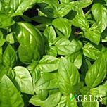 ГЕНОВЕЗЕ / GENOVEZE - насіння базиліку, Hortus