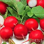 ГІГАНТ БУТТЕР / GIANT BUTTER - насіння редису, Hortus