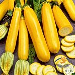 ГОЛДСТІКА F1 / GOLDSTIKA F1 - насіння кабачка, Spark Seeds