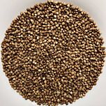 Гречневая ядрица быстроразвариваемая крупа оптом — мешки 25/50 кг, ДСТУ