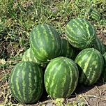 ГРІН ДЖАР F1 / GREEN JAR F1 - насіння кавуна, Seminis
