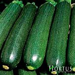 ГРІН (ТЕМНО-ЗЕЛЕНИЙ) / GREEN - насіння кабачка, Hortus