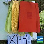 ХАН F1 / HAN F1 - насіння цукрової кукурудзи, May Seeds