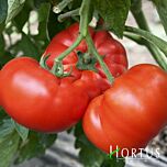 ХОМСТЕД / HOMSTED - насіння томата (помідора), Hortus