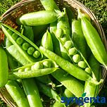 ГРУНДИ / HRUNDI - семена гороха овощного, Syngenta