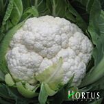 ІГЛУ / IGLU - насіння цвітної капусти, Hortus